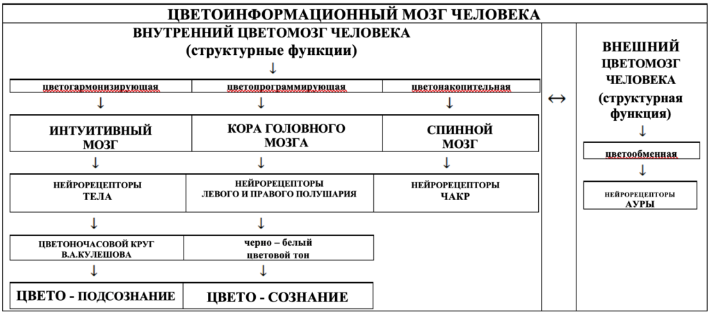 ЦВЕТОИНФОРМАЦИОННЫЙ МОЗГ ЧЕЛОВЕКА